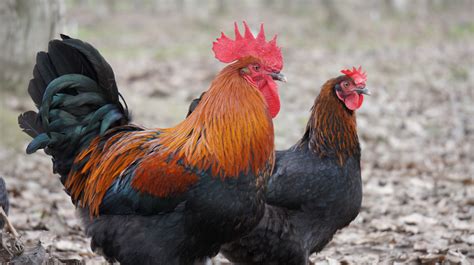 The roosters are simply stunning large birds, the iconic picture of a rooster. . Black copper marans breeders